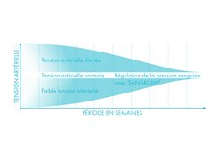 Régulation de la tension artérielle avec le SANARIUM®